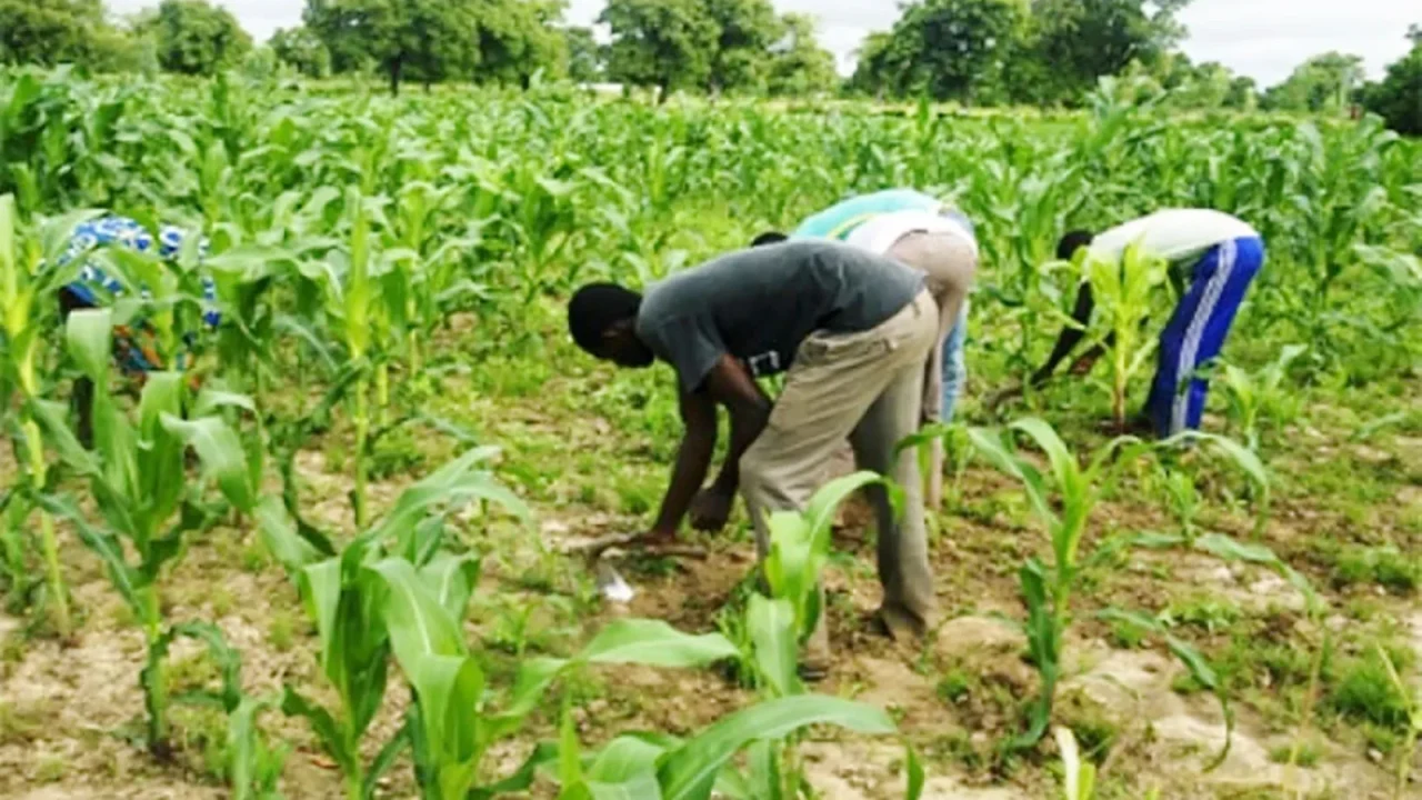 À Tobor, l’agroécologie mise sur la création d’activités agricoles