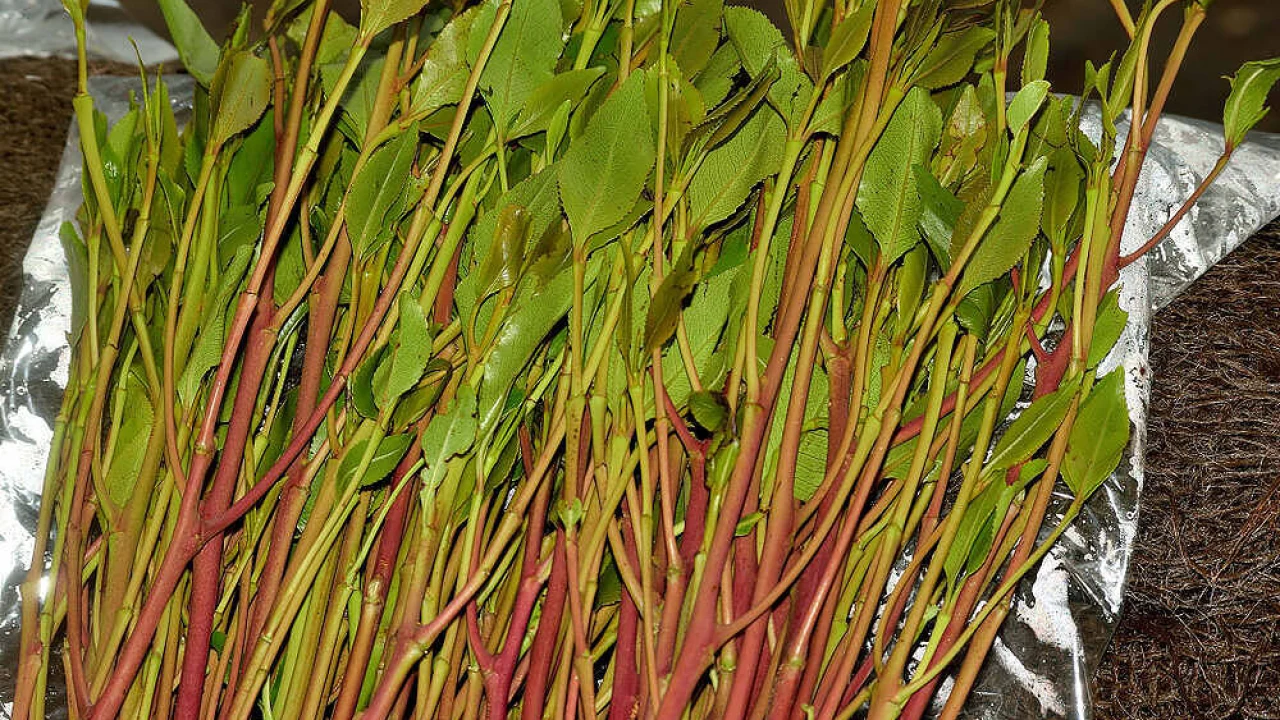 États-Unis : des saisies de khat liées au Sénégal rapportées en août