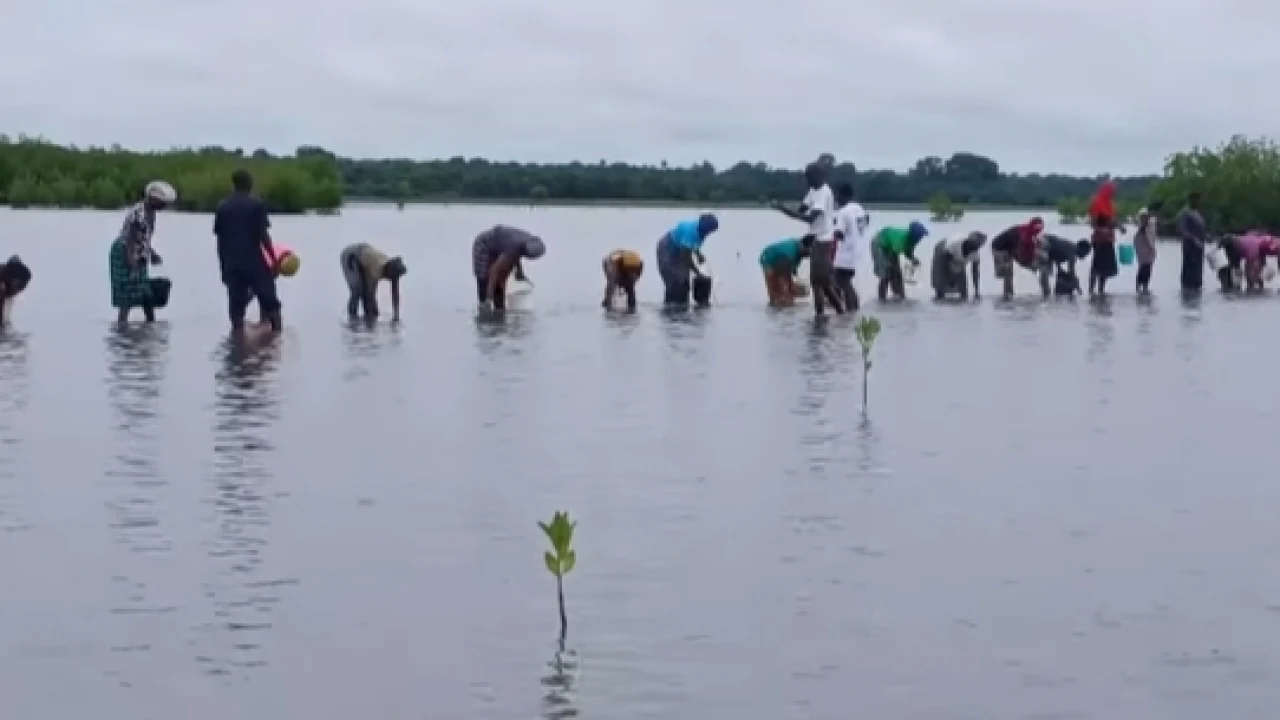 À Bouno, les communautés se mobilisent pour restaurer la mangrove