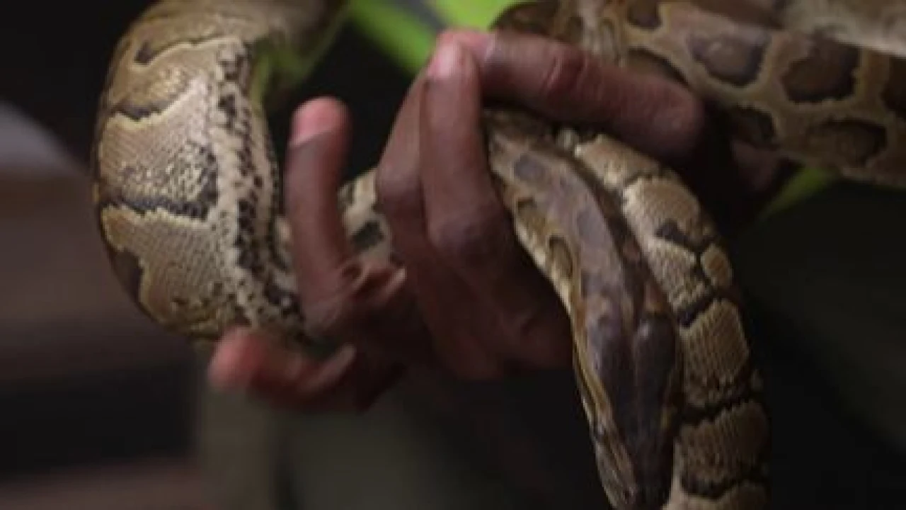 Au Kenya, les morsures de serpents font des milliers de morts chaque année