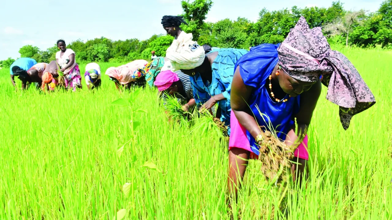 Au Sénégal, les femmes ne détiennent qu’environ 12 % des terres agricoles