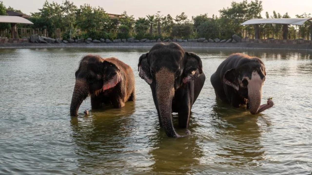 En Inde, le parc Vantara promet d’arrêter les importations d’animaux après des critiques sur leur origine