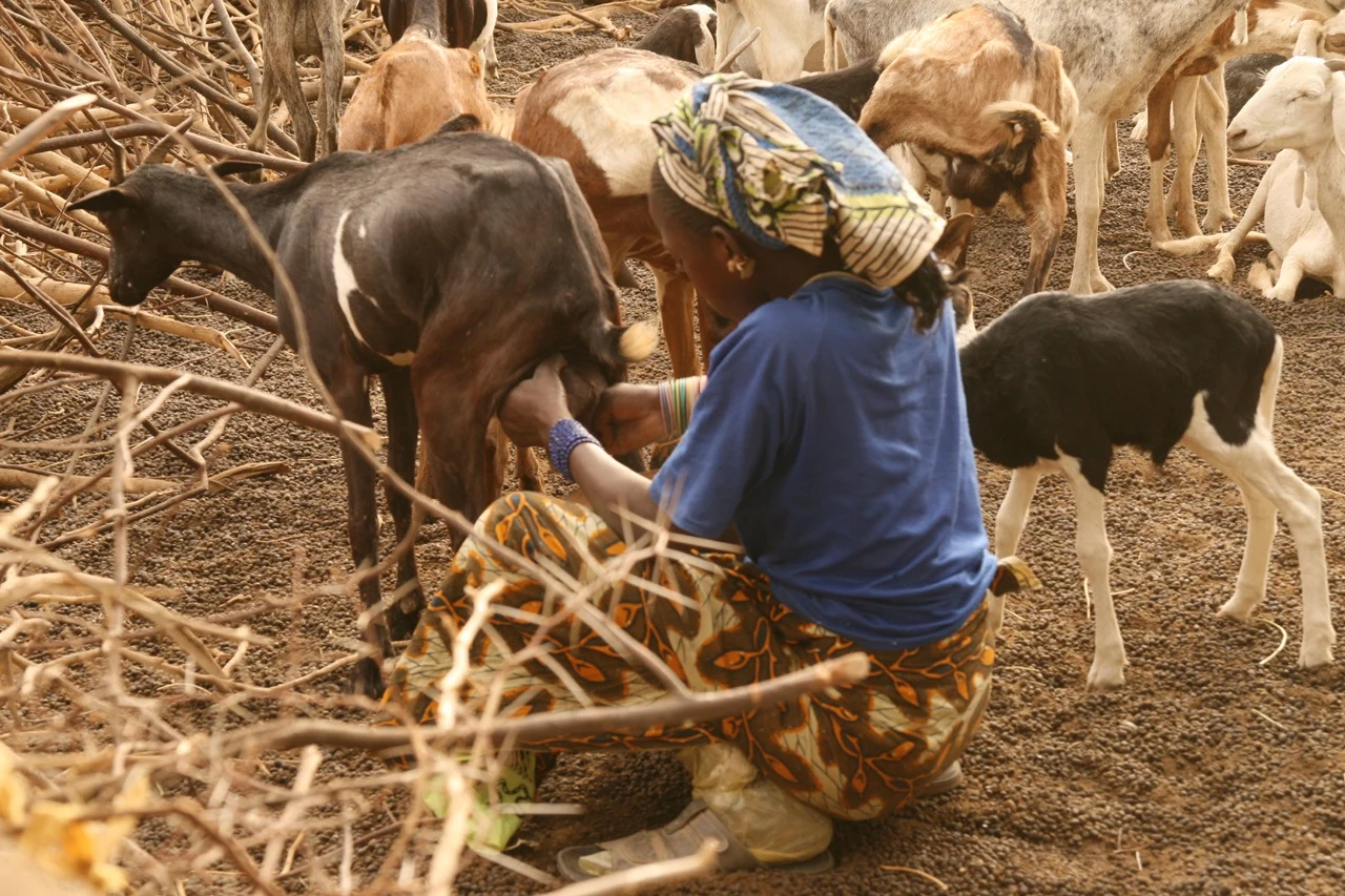 Dagana : la DER/FJ mobilise 25,5 millions pour 15 groupements